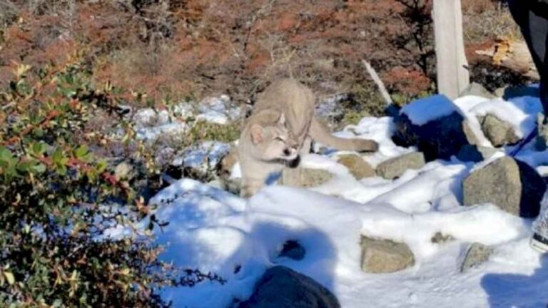 flor-de-susto:-un-puma-tuvo-en-vilo-a-una-familia-de-turistas-cordobeses-en-el-chalten