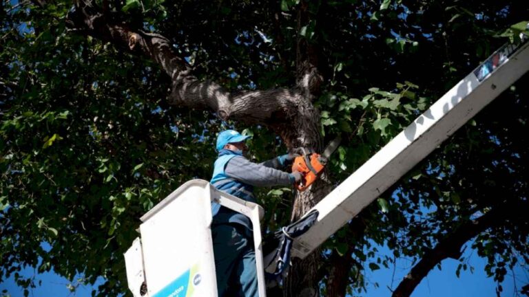 ciudad-reciclara-restos-de-poda-y-desrame-del-arbolado-urbano