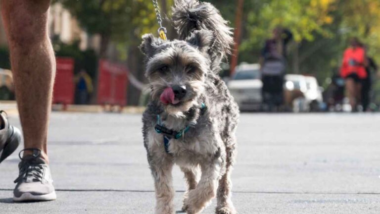 continua-la-atencion-del-movil-veterinario-en-ciudad