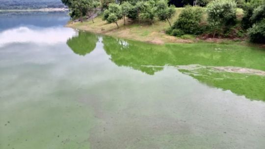 Piden evitar la pesca en el dique Los Alisos por su agua verde