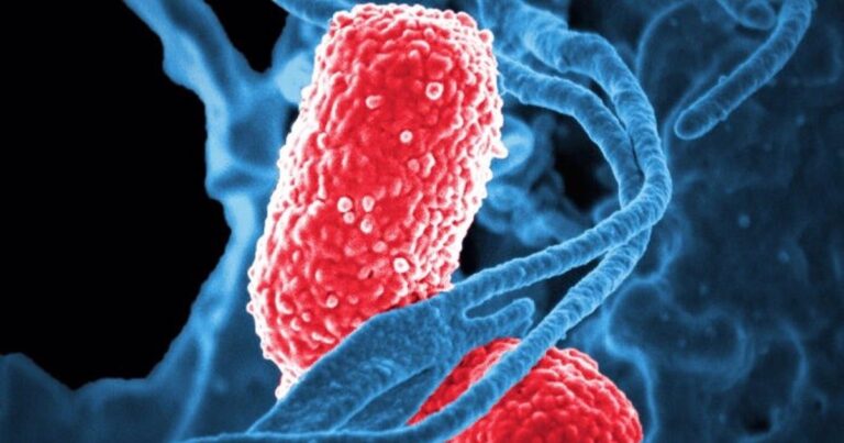 Bacterias bajo la lupa: cómo saben cuándo multiplicarse y expandir su linaje