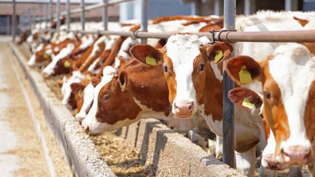 Cambio clave en la exportación ganadera agrava la grieta política entre Milei y el peronismo