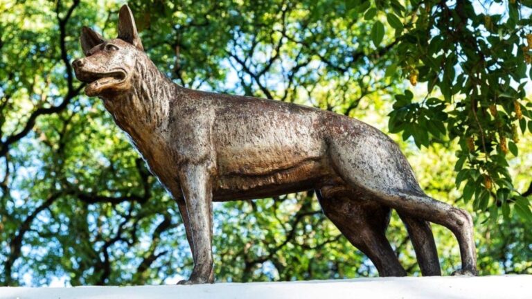 El legado heroico de Chonino: por qué cada 2 de junio se celebra el Día Nacional del Perro