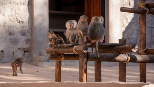 El Ecoparque de Mendoza ya tiene un espacio de conservación para monos
