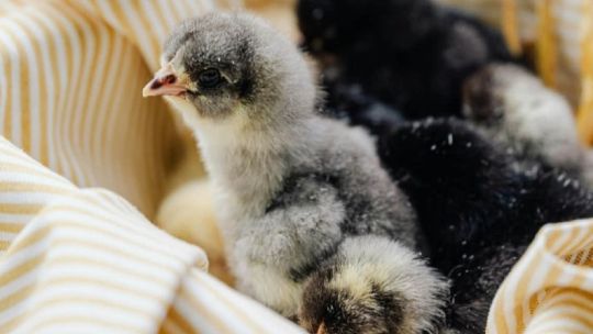 Nacieron tres pichones de una de las aves más amenazadas del planeta