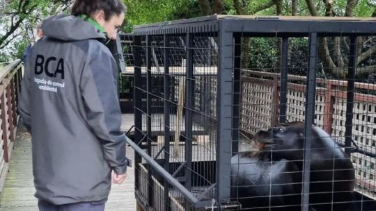 Tras las denuncias por maltrato, trasladaron a los lobos marinos del Aquarium de Mar del Plata