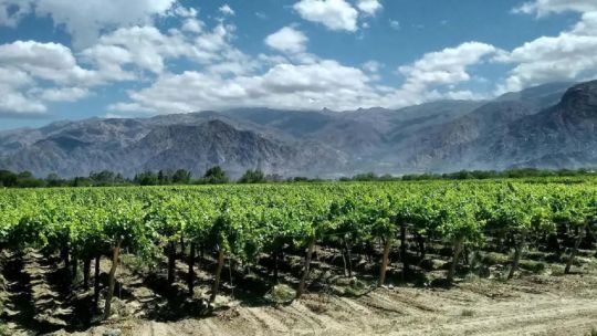 Desde CONINAGRO afirman que, estamos en un crecimiento sostenido en cuanto a las actividades agropecuarias