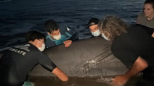 Así fue el intenso operativo para salvar a un extraño cetáceo varado en San Clemente