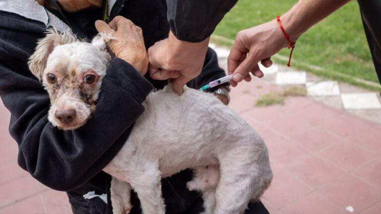 Veterinario aplicando vacuna a un perro durante la campaña municipal en Mendoza