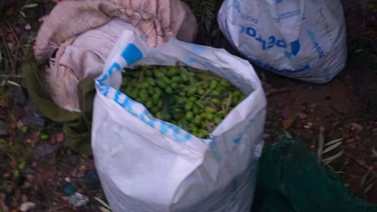 Procedimiento policial en una plantación de olivos en Maipú, Mendoza.