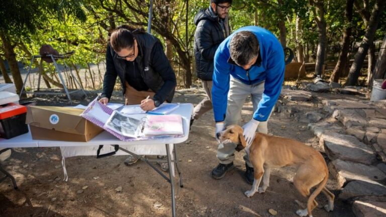 Profesionales realizando atenciones veterinarias durante el operativo sanitario en los puestos de Villavicencio, Mendoza.