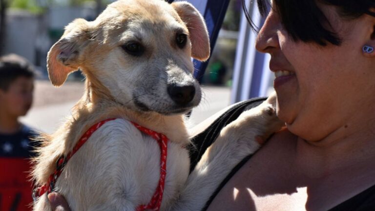 Móvil veterinario municipal atendiendo a un perro durante un operativo de castración y vacunación.