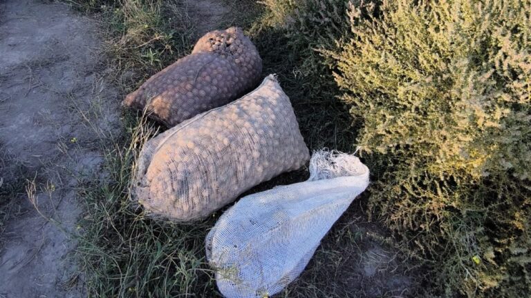 Efectivos policiales durante un operativo de seguridad en una zona rural de Mendoza.