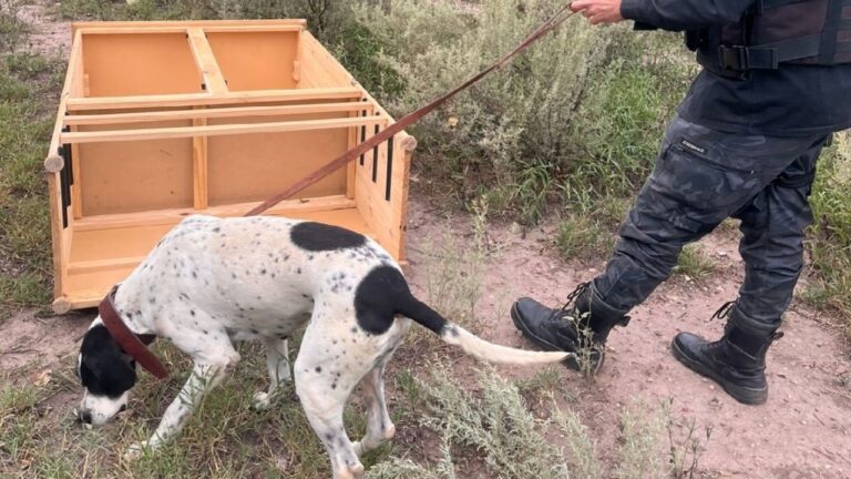 Perro policía de la raza pastor alemán, posible representación del can Nol, en un entorno de trabajo.