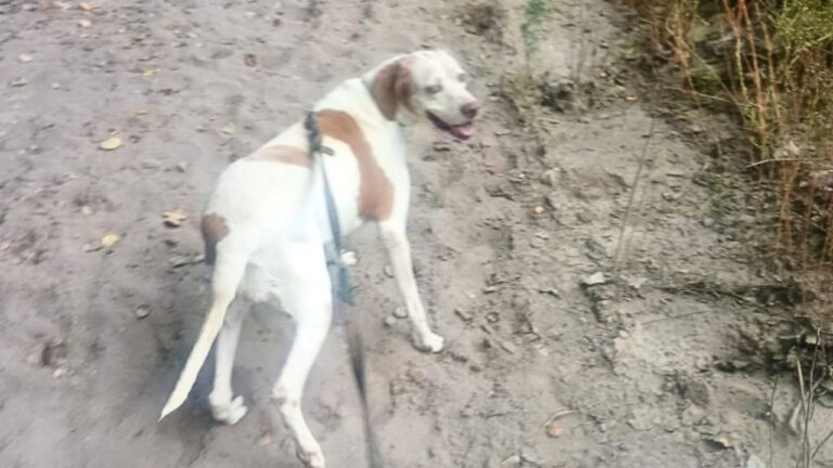 Perro de rastreo policial trabajando en un operativo en Mendoza
