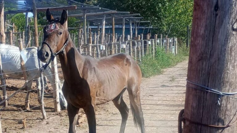 Operativo de la Policía Rural de Mendoza durante el rescate de caballos en Junín