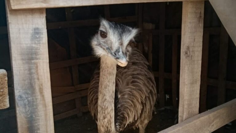 Dos ñandúes rescatados siendo revisados por personal especializado en el Ecoparque de Mendoza.